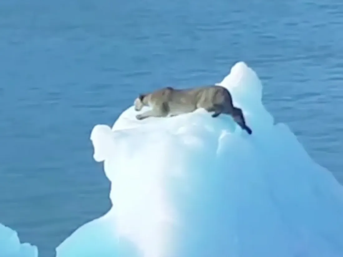 Un puma errant sur un iceberg à la dérive sur un lac 
